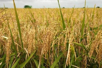 நெல்லுக்கு நிர்ணய விலை குறித்து வெளியான முக்கிய அறிவிப்பு