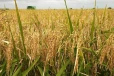 நெல்லுக்கு நிர்ணய விலை குறித்து வெளியான முக்கிய அறிவிப்பு
