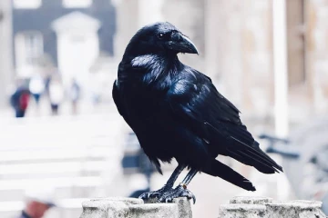 தினமும் காகத்திற்கு உணவு வைக்கும் போது இந்த தவறை மட்டும் செய்யாதீங்க! என்ன நடக்கும் தெரியுமா?