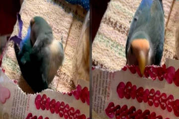 பேப்பரை வெட்டி அசத்தலான சிறகு செய்யும் கிளி! அடுத்த நொடியே காத்திருக்கும் அதிர்ச்சி