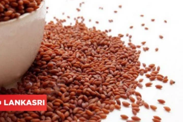 இரத்த சோகை வராமல் இருக்கணுமா? அப்ப இந்த விதையை சாப்பிடுங்க போதும்!