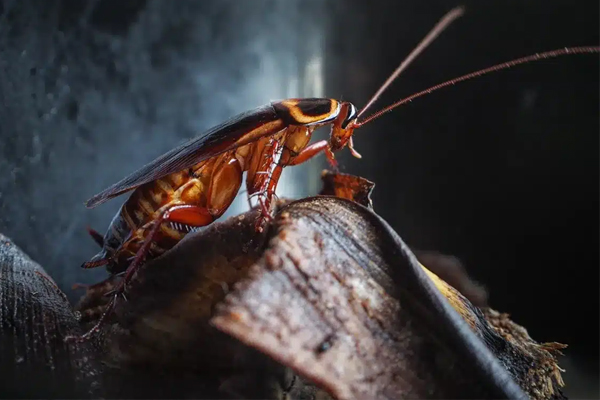 கரப்பான் பூச்சி தொல்லை ரொம்ப அதிகமாக இருக்கின்றதா? இதை மட்டும் செய்திடுங்க | What Can Be Done To Repel Cockroaches