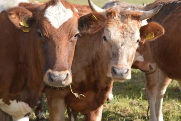 கொழும்பில் வாடகைக்கு வாகனம் பெற்று கால்நடைகள் திருட்டு