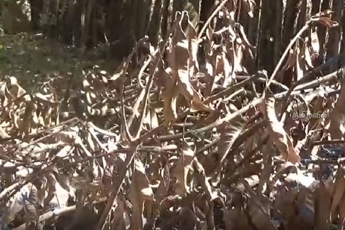 கிழக்கு மாகாணத்தில் அதிக வெப்பம்: விவசாய நடவடிக்கைகள் பாதிப்பு | High Heat In Batti Agricultural Activity