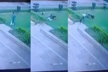 தெருநாய்கள் கடித்து குதறியதில் 65 முதியவர் பலி - அதிர்ச்சி வீடியோ