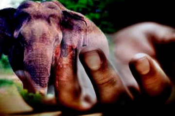 யானை தாக்கியதில் சிகிச்சைப் பெற்றுவந்த பெண் உயிரிழப்பு