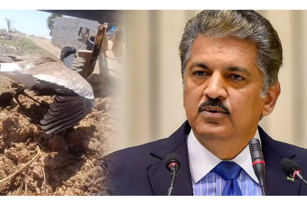 பறவையின் வீடியோவை பகிர்ந்து தாயை நினைவுகூர்ந்த ஆனந்த் மகேந்திரா - வைரலாகும் டுவிட் - தமிழ்நாடு