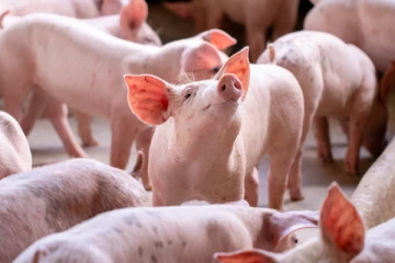 கேரளாவை அச்சுறுத்தும் மற்றுமொரு தொற்று!