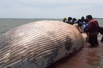 யாழில் கரையொதுங்கிய திமிங்கிலத்தால் பரபரப்பு