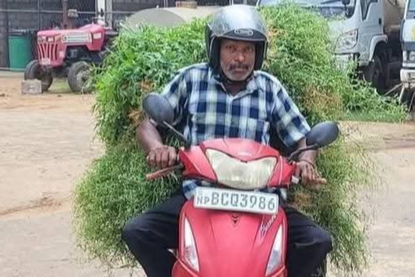 கிலோ 200 ரூபாய் ; கிளிநொச்சியில் கட்டுக்கட்டாக குவிந்த பார்த்தீனியம்! | Partheenium In Kilinochchi At Rs 200 Per Kg