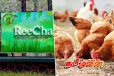 றீ(ச்)ஷாவில் 5000 கோழிக்குஞ்சுகள் விற்பனைக்கு...