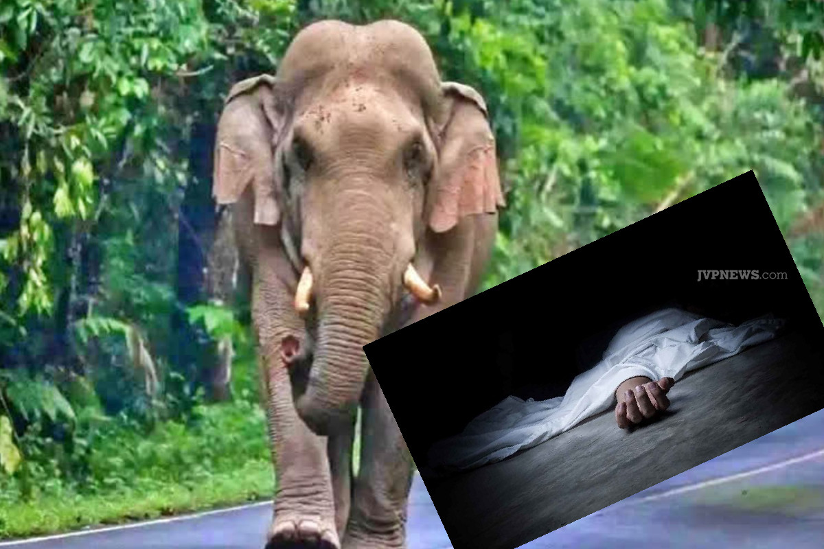 மீன்பிடிக்க சென்றவர் காட்டு யானைக்கு பலி | Man Who Went Fishing Falls Victim To Wild Elephant