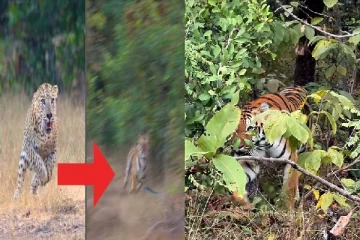 புலியால் அசுர வேகத்தில் துரத்தப்பட்ட சிறுத்தை... இறுதியில் என்ன நடந்தது?