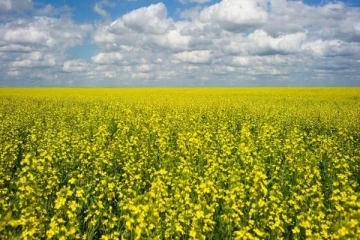 நீண்ட காலமாக கனடா மீது விதிக்கப்பட்டிருந்த தடையை நீக்கியது சீனா