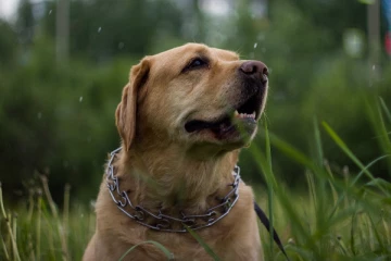 கனடாவில் பறவை காய்ச்சல் நோயினால் செல்லப் பிராணி உயிரிழப்பு