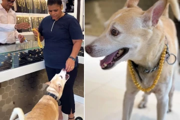 வளர்ப்பு நாய்க்கு பிறந்தநாள்; தங்க சங்கிலியை பரிசளித்த பெண் - விலை தெரியுமா?