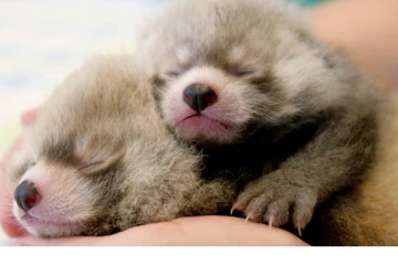 ரொறன்ரோ மிருகக்காட்சி சாலையின் புதிய விருந்தினர்