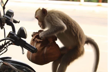 1 லட்சம் ரூபாயை பறித்துக்கொண்டு மரத்தில் ஏறிய குரங்கு: அடுத்து நடந்தது இதுதான்