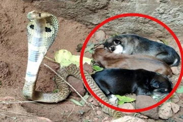 உணவு தேடிச்சென்ற தாய் நாய்; குட்டிகளுக்கு காவல்காத்த நாகப்பாம்பு! ஆச்சர்யத்தை ஏற்படுத்திய சம்பவம்