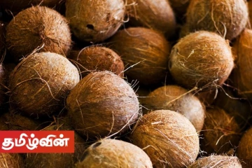 ஒரு தேங்காய் திருடியவர் ஒரு லட்சம் ரூபாய் பிணையில் விடுதலை