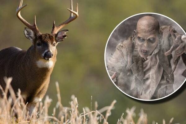 பேரழிவு: தீவிரமாக பரவிய ஜாம்பி மான் நோய் - எங்கு, என்ன பின்னணி! - தமிழ்நாடு