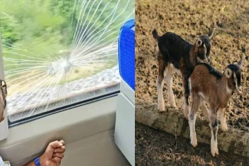 ஆடுகள் மீது வந்தே பாரத் ரயில் மோதல்! ஆத்திரத்தில் ரயில் மீது கல்லெறிந்த 3 பேர் கைது