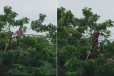 ගංවතුරේ සැඩ පහරට හසුවූ පුද්ගලයා ගසකට නැඟ දිවි බේරා ගනී - මහාරාෂ්ට්‍රයේ ප්‍රන්තයේ මුදාගැනීමේ මෙහෙයුමක් [VIDEO]]