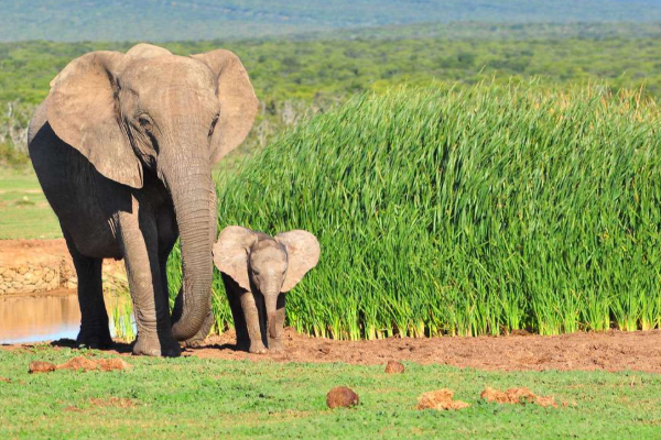 உலகிலேயே நீண்ட கர்ப்ப காலம் கொண்ட விலங்கு.., எது தெரியுமா? | Which Animals With The Longest Gestation Period
