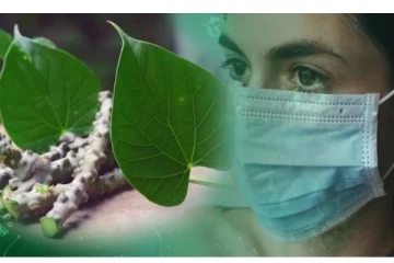 வைரஸில் இருந்து நம்மை பாதுகாக்கும் சீந்தில் இலைப் பற்றி தெரியுமா? பலருக்கும் தெரியாத தகவல்