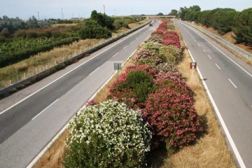 நெடுஞ்சாலைகளின் நடுவே செடிகள் வளர்ப்பதற்கான காரணம் என்ன தெரியுமா?