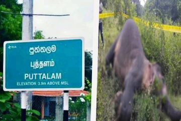 புத்தளத்தில் இரு வேறு பிரதேசங்களில் 2 காட்டு யானைகள் உயிரிழப்பு