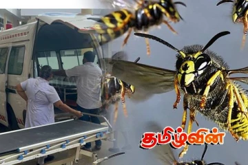 குளவி கொட்டுக்கு இலக்காகி 14 பேர் வைத்தியசாலையில் அனுமதி