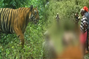 நீலகிரி மாவட்டத்தில் அச்சுறுத்திடும் புலி - வனத்துறைக்கு மக்கள் கோரிக்கை !