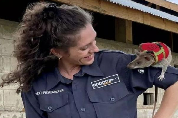 களமிறங்கும் எலிப்படையினர்! தோள் கொடுக்கும் மறு அவதாரம்...மிரள வைத்த ஆராச்சியாளர்கள் | Trained Rats To Be Sent Into Earthquake Debris