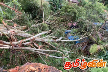 நானுஓயாவில் மரம் முறிந்து விழுந்து போக்குவரத்து ஸ்தம்பிதம்