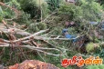 நானுஓயாவில் மரம் முறிந்து விழுந்து போக்குவரத்து ஸ்தம்பிதம்
