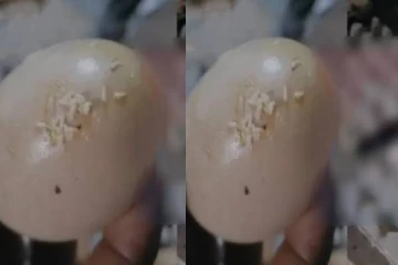 இலங்கை உணவகத்தில் கைப்பற்றப்பட்ட புழு முட்டைகள்!