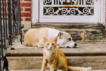 பிள்ளைகளால் மனவேதனை - ரூ.23 கோடி சொத்தை நாய், பூனைக்கு எழுதி வைத்த மூதாட்டி!