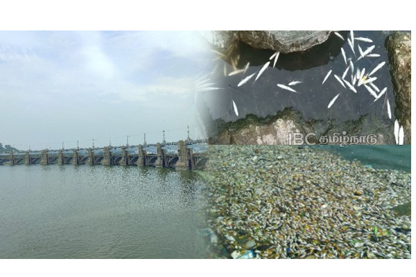 metturdam-fish-death-tamilnadu