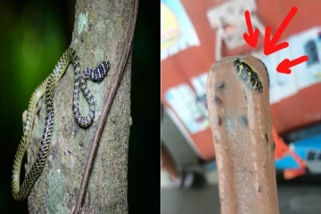 குச்சி ஐஸுக்குள் குடியிருந்த விஷபாம்பு! ஆசையாக வாங்கியவருக்கு காத்திருந்த அதிர்ச்சி