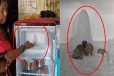 குளிர்சாதன பெட்டியில் உருவான சிவலிங்கம்; பார்க்க படையெடுக்கும் மக்கள்