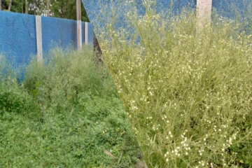 யாழ்.செம்மணி மயானத்திற்குள் உருவாகும் பேராபத்து(Photos)