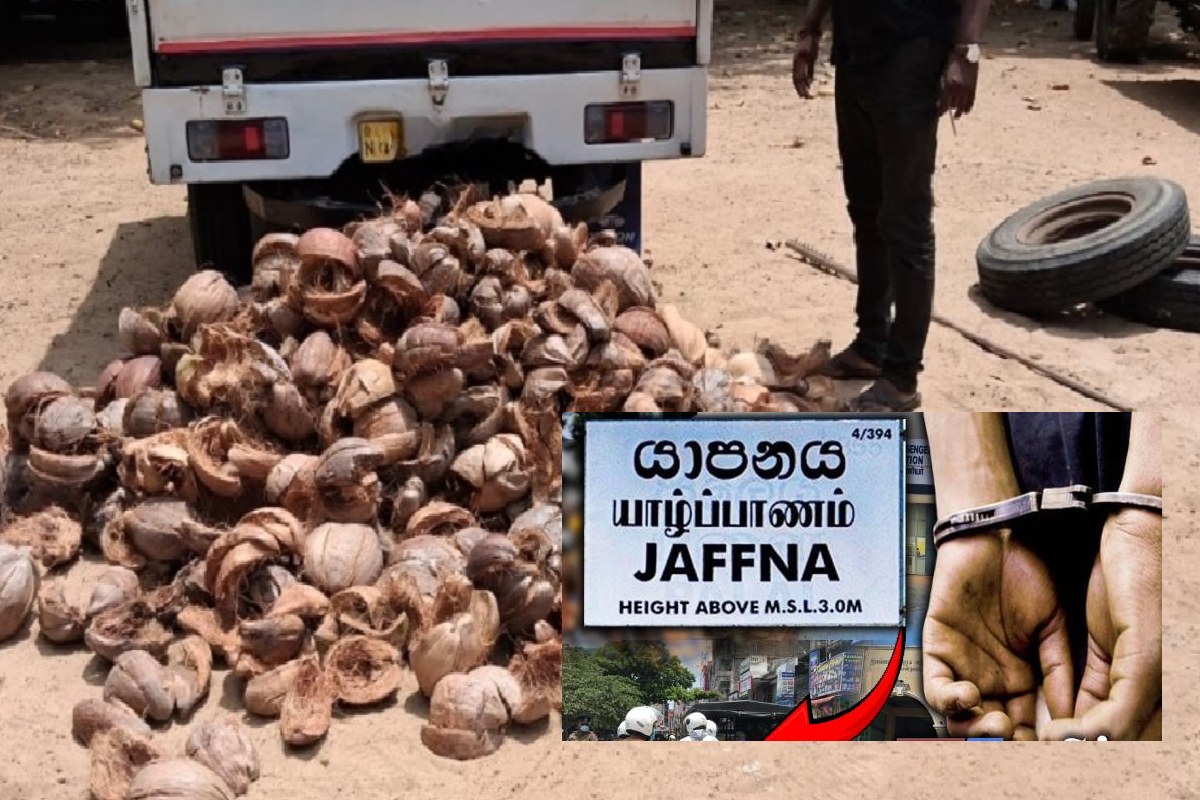 யாழில் தேங்காய் மட்டைகளுக்கு நூதன திருட்டு - சிக்கிய நபர் | Illegal Activity Involving Using Coconut In Jaffna