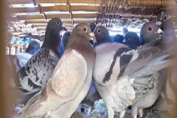 தெஹிவளை தேசிய மிருகக்காட்சிசாலையில் கைவரிசையை காட்டிய இளைஞன் கைது