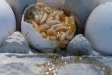 புழுக்கள் உருவான நிலையில் சத்துணவு முட்டைகள் - பெற்றோர்கள் அதிர்ச்சி