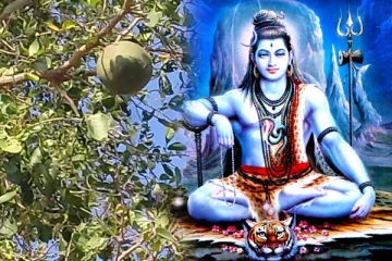 நமது வாழ்க்கையை மாற்றும் வில்வ மரம்