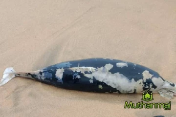 கல்முனையில் கரை ஒதுங்கிய டொல்பின் மீன்