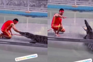 viral video: பக்குவமாய் அணுகிய பயிற்ச்சியாளர் எதிர்பாராமல் தாக்கிய முதலை