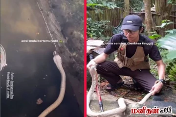 கிணற்றில் விழுந்த நாகத்தை துணிச்சலாக காப்பாற்றிய நபர்... இறுதியில் நடந்ததை பாருங்க