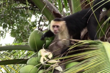துப்பாக்கியை  காட்டி மிரட்டியவரின் தலையை பந்தாடிய  குரங்கு!
